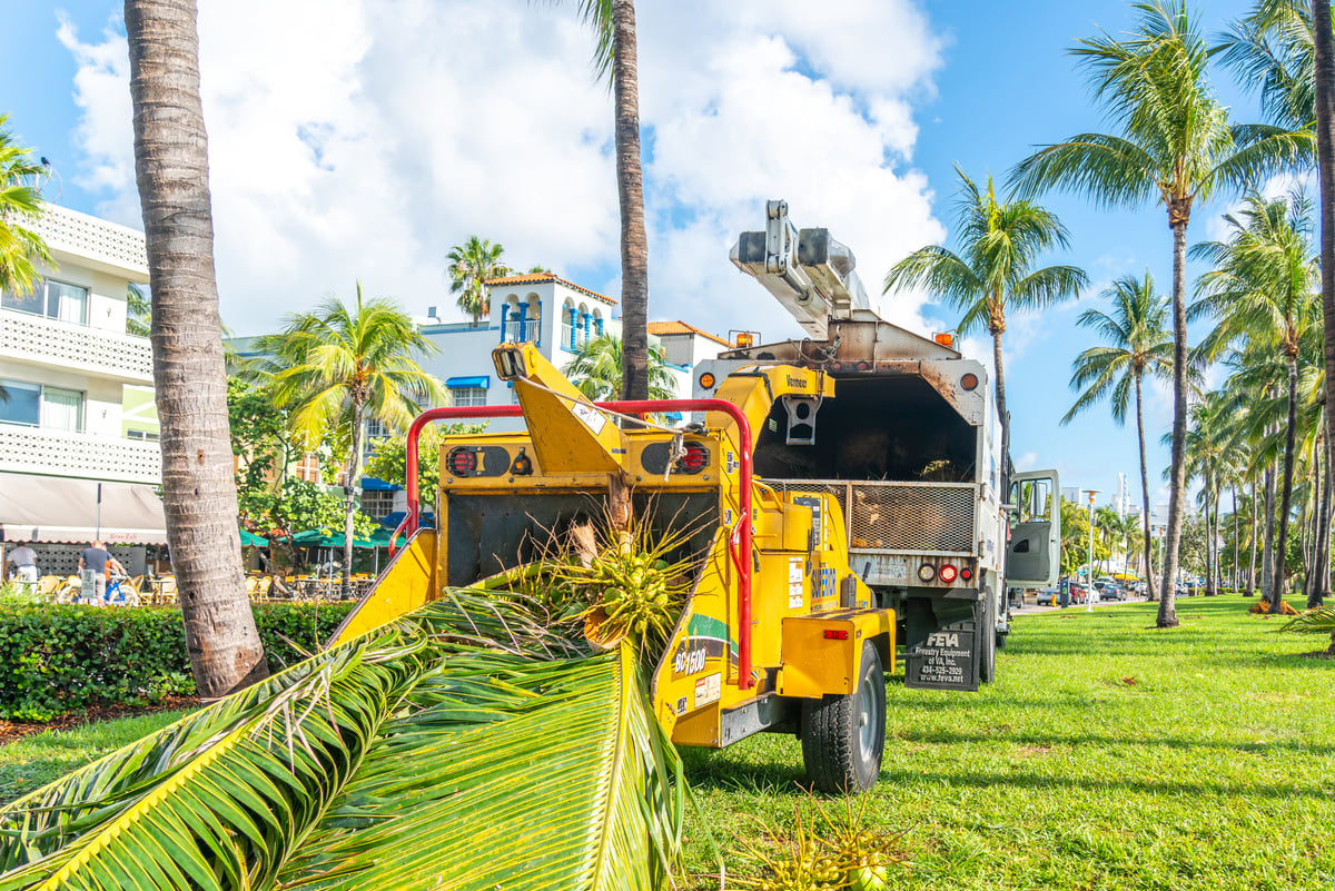 Miami, USA - September 09.09.2019: Cutting Palm Trees on Miami South Beach